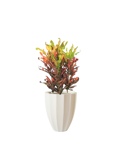 Croton - Fire Red and Yellow